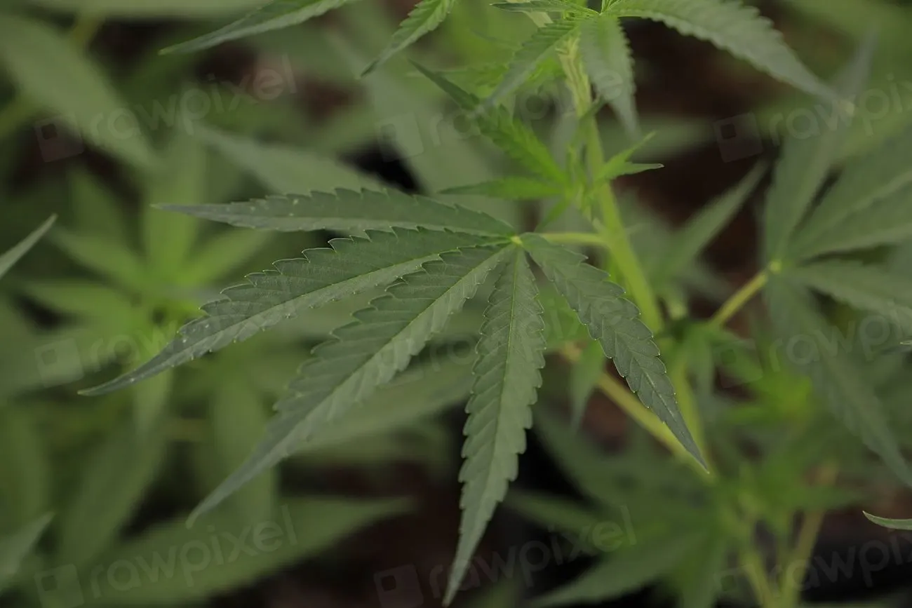 CBD comes from the flowers and leaves, the part of the plant Irish law classes as controlled